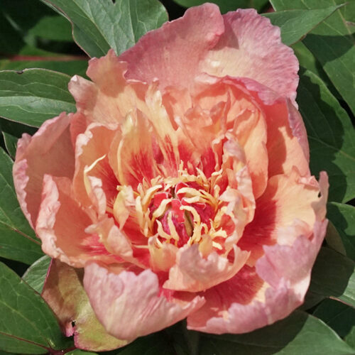 20. ITOH peonijas 'Sunset Flash' 3/5 pumpuru sakne